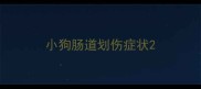 小狗肠道划伤症状