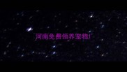 河南免费领养宠物