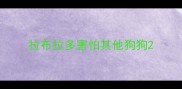 拉布拉多害怕其他狗狗