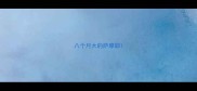 八个月大的萨摩耶