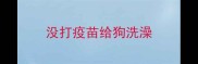 没打疫苗给狗洗澡