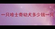 一只哈士奇幼犬多少钱一只