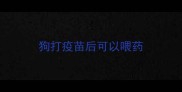 狗打疫苗后可以喂药