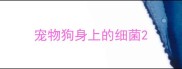 宠物狗身上的细菌