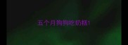 五个月狗狗吃奶糕
