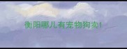 衡阳哪儿有宠物狗卖