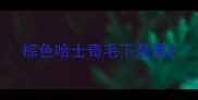 棕色哈士奇毛下是黑