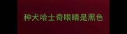 种犬哈士奇眼睛是黑色