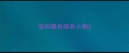 深圳哪有领养小狗