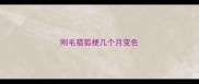 刚毛猎狐梗几个月变色
