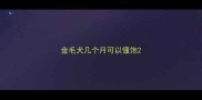 金毛犬几个月可以懂饱
