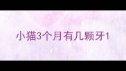 小猫3个月有几颗牙