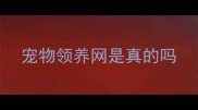 宠物领养网是真的吗