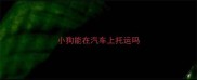 小狗能在汽车上托运吗