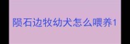 陨石边牧幼犬怎么喂养