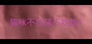 猫咪不拉屎不吃饭