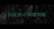20天的小狗喂狗粮