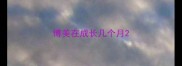 博美在成长几个月