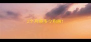 2个月喂多少狗粮