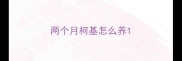 两个月柯基怎么养