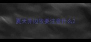 夏天养边牧要注意什么