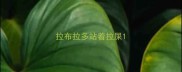 拉布拉多站着拉屎