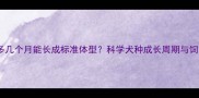 拉布拉多几个月能长成标准体型科学犬种成长周期与饲养要点