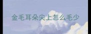 金毛耳朵尖上怎么毛少