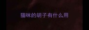 猫咪的胡子有什么用