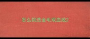 怎么挑选金毛双血统