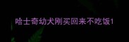 哈士奇幼犬刚买回来不吃饭