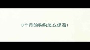 3个月的狗狗怎么保温
