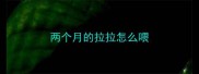 两个月的拉拉怎么喂