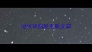 边牧背部脱毛脱皮屑