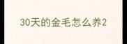 30天的金毛怎么养