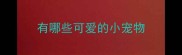 有哪些可爱的小宠物