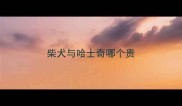 柴犬与哈士奇哪个贵