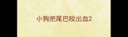 小狗把尾巴咬出血
