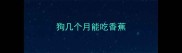 狗几个月能吃香蕉