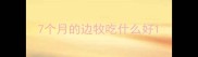 7个月的边牧吃什么好