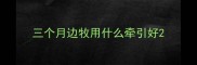 三个月边牧用什么牵引好