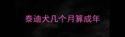 泰迪犬几个月算成年