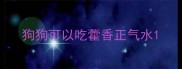狗狗可以吃藿香正气水