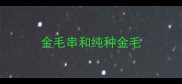 金毛串和纯种金毛