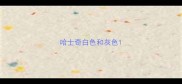 哈士奇白色和灰色