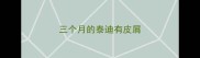 三个月的泰迪有皮屑