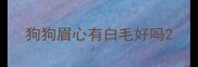狗狗眉心有白毛好吗