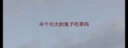 半个月大的兔子吃草吗
