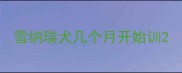 雪纳瑞犬几个月开始训