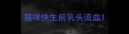 猫咪快生前乳头流血